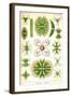 Amoebas-Ernst Haeckel-Framed Art Print