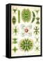 Amoebas-Ernst Haeckel-Framed Stretched Canvas