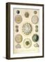 Amoeboid Protozoans-Ernst Haeckel-Framed Art Print