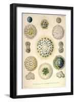 Amoeboid Protozoans-Ernst Haeckel-Framed Art Print