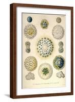 Amoeboid Protozoans-Ernst Haeckel-Framed Art Print