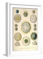 Amoeboid Protozoans-Ernst Haeckel-Framed Art Print