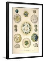 Amoeboid Protozoans-Ernst Haeckel-Framed Art Print