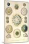 Amoeboid Protozoans-Ernst Haeckel-Mounted Art Print