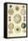 Amoeboid Protozoans-Ernst Haeckel-Framed Stretched Canvas