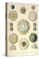 Amoeboid Protozoans-Ernst Haeckel-Stretched Canvas