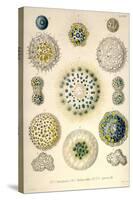 Amoeboid Protozoans-Ernst Haeckel-Stretched Canvas