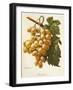 Amokrane Grape-A. Kreyder-Framed Giclee Print