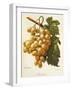 Amokrane Grape-A. Kreyder-Framed Giclee Print