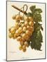 Amokrane Grape-A. Kreyder-Mounted Giclee Print