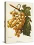 Amokrane Grape-A. Kreyder-Stretched Canvas