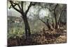 Among Olive Trees in Settignano, 1881-Telemaco Signorini-Mounted Giclee Print