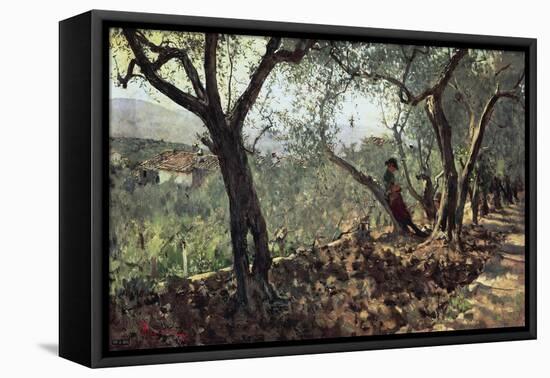 Among Olive Trees in Settignano, 1881-Telemaco Signorini-Framed Stretched Canvas