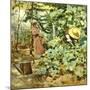 Among Pumpkin Plants-Francesco Vinea-Mounted Giclee Print