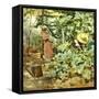 Among Pumpkin Plants-Francesco Vinea-Framed Stretched Canvas