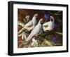 Among Spring Blooms-Trevor V. Swanson-Framed Giclee Print