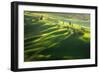 Among the Cypresses-Marcin Sobas-Framed Photographic Print