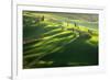 Among the Cypresses-Marcin Sobas-Framed Photographic Print