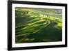 Among the Cypresses-Marcin Sobas-Framed Photographic Print