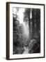 Among The Mighty Redwoods Humboldt National Park Coast Trail-Vincent James-Framed Photographic Print
