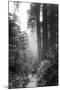 Among The Mighty Redwoods Humboldt National Park Coast Trail-Vincent James-Mounted Photographic Print