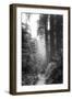 Among The Mighty Redwoods Humboldt National Park Coast Trail-Vincent James-Framed Premium Photographic Print