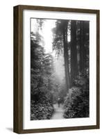 Among The Mighty Redwoods Humboldt National Park Coast Trail-Vincent James-Framed Photographic Print