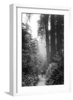 Among The Mighty Redwoods Humboldt National Park Coast Trail-Vincent James-Framed Photographic Print