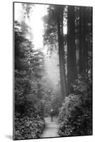 Among The Mighty Redwoods Humboldt National Park Coast Trail-Vincent James-Mounted Photographic Print