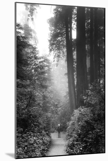 Among The Mighty Redwoods Humboldt National Park Coast Trail-Vincent James-Mounted Photographic Print