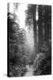 Among The Mighty Redwoods Humboldt National Park Coast Trail-Vincent James-Stretched Canvas