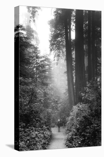 Among The Mighty Redwoods Humboldt National Park Coast Trail-Vincent James-Stretched Canvas