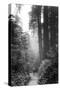 Among The Mighty Redwoods Humboldt National Park Coast Trail-Vincent James-Stretched Canvas