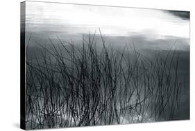 Among The Reeds-Andrew Geiger-Stretched Canvas