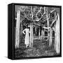 Among the Roots of a Banyan Tree, Calcutta, India, 1900s-Underwood & Underwood-Framed Stretched Canvas