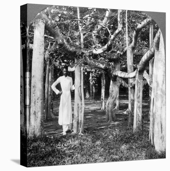 Among the Roots of a Banyan Tree, Calcutta, India, 1900s-Underwood & Underwood-Stretched Canvas