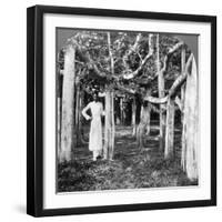 Among the Roots of a Banyan Tree, Calcutta, India, 1900s-Underwood & Underwood-Framed Photographic Print