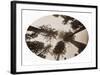 Among The Tree Tops Calaveras Grove-Carleton Watkins-Framed Art Print