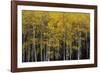 Among Trees-Irene Suchocki-Framed Giclee Print