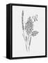 Among Wildflowers I-Leah York-Framed Stretched Canvas