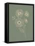 Among Wildflowers III Sage-Leah York-Framed Stretched Canvas