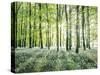 Amongst the Trees-Assaf Frank-Stretched Canvas