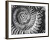 Amonita 1-Moises Levy-Framed Photographic Print