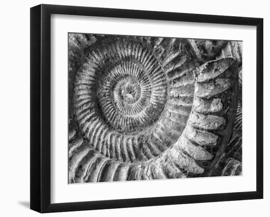 Amonita 1-Moises Levy-Framed Photographic Print