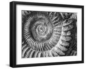 Amonita 1-Moises Levy-Framed Photographic Print