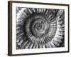 Amonita 2-Moises Levy-Framed Photographic Print