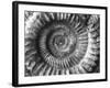 Amonita 2-Moises Levy-Framed Photographic Print
