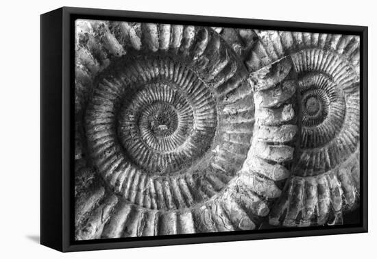 Amonita 3-Moises Levy-Framed Stretched Canvas