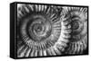 Amonita 3-Moises Levy-Framed Stretched Canvas