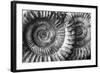 Amonita 3-Moises Levy-Framed Photographic Print